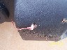 Name:  rubi vs deer 001.jpg
Views: 276
Size:  10.3 KB