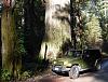 Click image for larger version

Name:	redwoods.jpg
Views:	273
Size:	100.0 KB
ID:	122676
