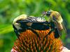 Click image for larger version

Name:	Makin' Beezzzs.jpg
Views:	113
Size:	73.1 KB
ID:	146993
