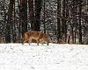 Click image for larger version

Name:	Coyote_by_Karen_edited-1.jpg
Views:	137
Size:	83.3 KB
ID:	146995