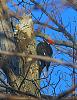 Click image for larger version

Name:	Noisey Pileated-Damn Limb.jpg
Views:	101
Size:	98.2 KB
ID:	178636