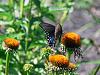 Click image for larger version

Name:	Blackswallowtail, 5.jpg
Views:	103
Size:	86.4 KB
ID:	178637