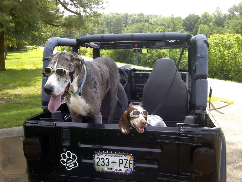 Great Danes and Jeeps  - The top destination for Jeep JK and  JL Wrangler news, rumors, and discussion