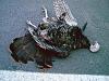 Click image for larger version

Name:	081127-dead-turkey.jpg
Views:	76
Size:	96.9 KB
ID:	33356