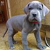 Click image for larger version

Name:	great dane pup.jpg
Views:	211
Size:	10.7 KB
ID:	376501