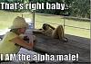 Click image for larger version

Name:	alpha-male.jpg
Views:	114
Size:	42.9 KB
ID:	650571