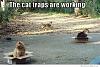 Click image for larger version

Name:	the-cat-traps-are-working.jpeg
Views:	122
Size:	44.8 KB
ID:	650622