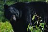 Click image for larger version

Name:	Alaska Trip, May-Jul 16, 5_8197, Bear 1 (small).jpg
Views:	320
Size:	137.7 KB
ID:	652168