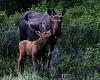 Click image for larger version

Name:	Alaska Trip, May-Jul 16, 5_8774, Moose and Calf Near Healy (small).jpg
Views:	308
Size:	271.5 KB
ID:	652170
