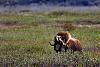 Click image for larger version

Name:	Alaska Trip, May-Jul 16, 7_13775, Musk Ox (small).jpg
Views:	302
Size:	223.3 KB
ID:	652174