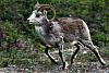 Click image for larger version

Name:	Alaska Trip, May-Jul 16, 5_8370, Big Horn Sheep (small).jpg
Views:	300
Size:	205.4 KB
ID:	652176
