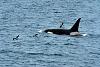 Click image for larger version

Name:	Alaska Trip, May-Jul 16, Ray's Pics, 1_6043, Orca and Puffins (small).jpg
Views:	311
Size:	278.8 KB
ID:	652178