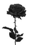 Perica's Avatar