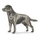 Retriever's Avatar