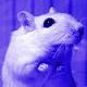 BlueGerbil's Avatar