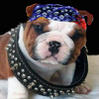 Rugged Dog's Avatar