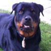 Rottweiler Hauler's Avatar