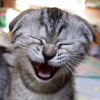 2Rock's Avatar