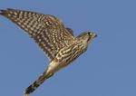themerlin's Avatar