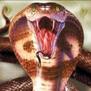 Snakebite's Avatar