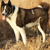 BearK9's Avatar