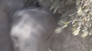 Elephant Charges Jeep in the Wild