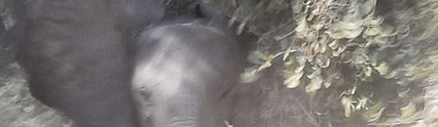 Elephant Charges Jeep in the Wild
