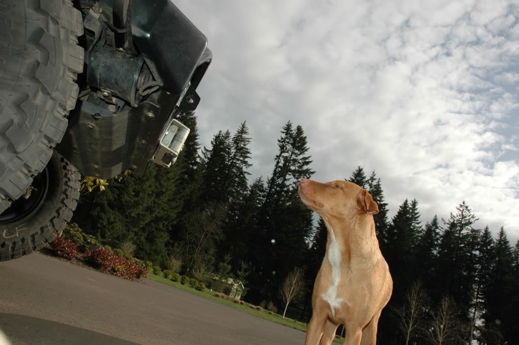 dogs and jeeps