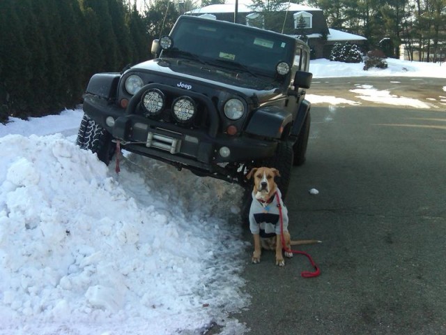 jeeps and dogs