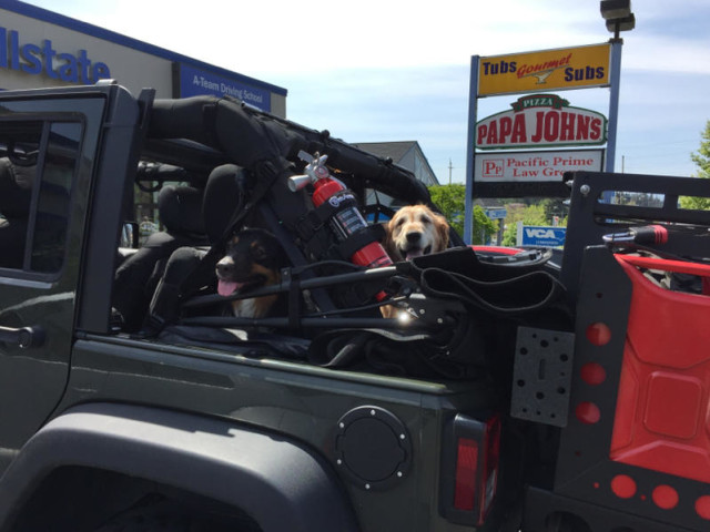 jeeps and dogs