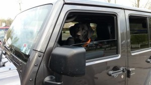 Dogs and Jeeps, Like America and Apple Pie