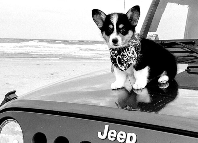Jeep Top Canine